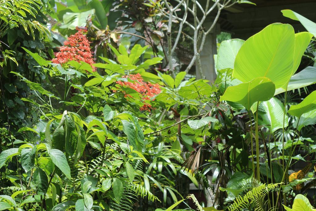 Karang Mesari Ubud Guest House ภายนอก รูปภาพ